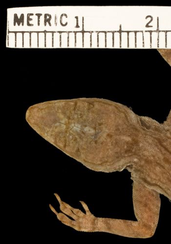 Media type: image;   Herpetology R-132391